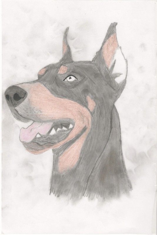 Doberman